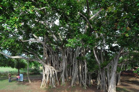  Yogini of the Banyan Tree : A Timeless Tale Exploring Faith and Female Empowerment?