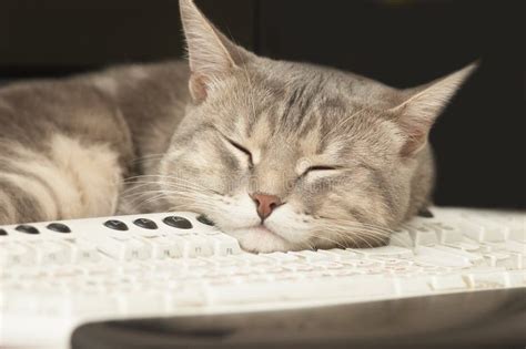 ピアノ 初心者 練習 なぜ猫は鍵盤の上で眠るのか？