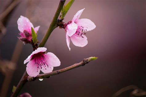  The Peach Blossom Spring: Une Histoire de Réclusion et de Découverte dans la Chine du VIIe Siècle