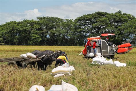  The Rice Granary: A Magical Tale Steeped in Ancient Filipino Wisdom!