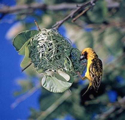  The Weaver Bird: Un Conte Égyptien Fascinant Explorant les Limites de la Croyance !